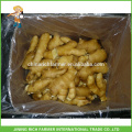 Excellent Shandong Fresh Ginger